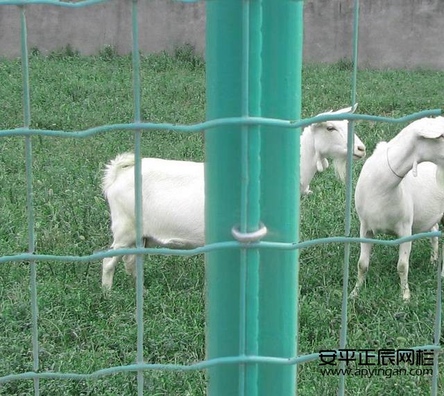 養(yǎng)羊圍欄網(wǎng)較便宜多少錢一米