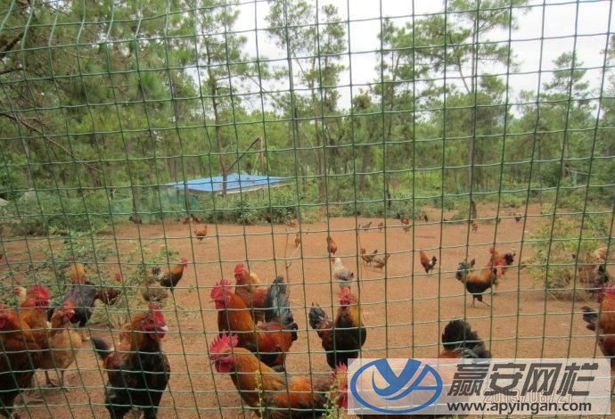 養雞圍欄網 養殖圍欄網