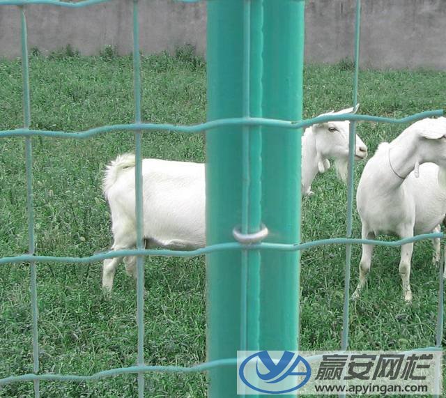 荷蘭網式養殖圍欄網 養殖圍欄網