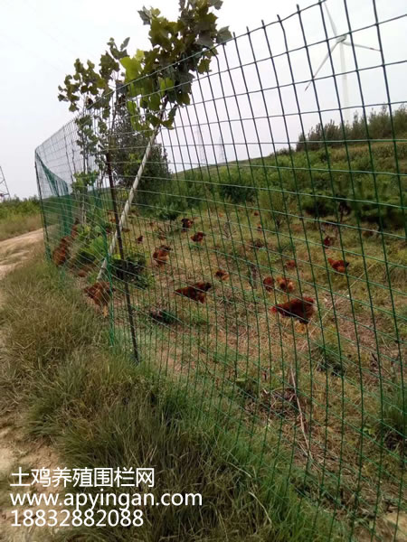 土雞養(yǎng)殖圍欄網(wǎng)