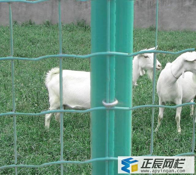 羊舍圍欄網(wǎng)