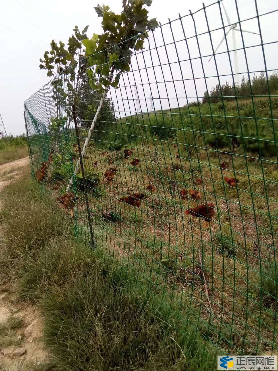 養(yǎng)雞圍欄網