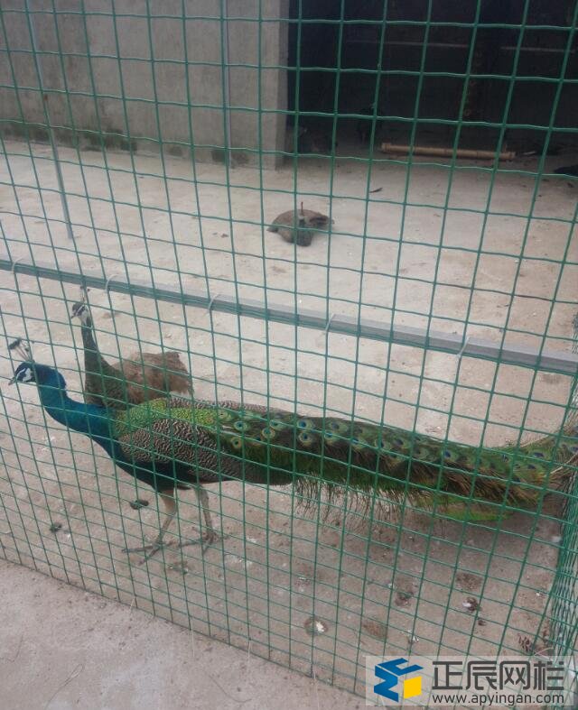 養(yǎng)殖圍欄網(wǎng)價格