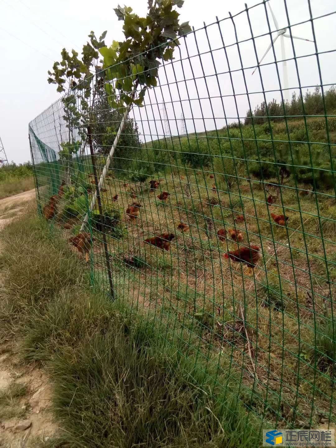 養雞網圍欄